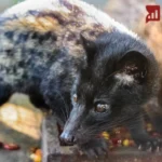 Kopi Luwak