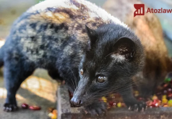 Kopi Luwak