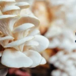 Budidaya Jamur Tiram