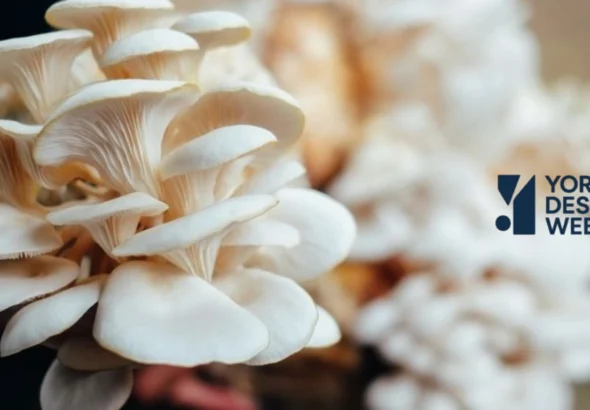 Budidaya Jamur Tiram