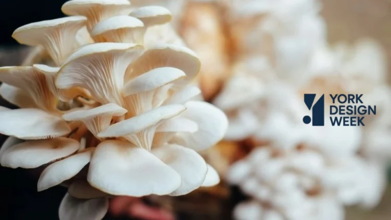 Budidaya Jamur Tiram